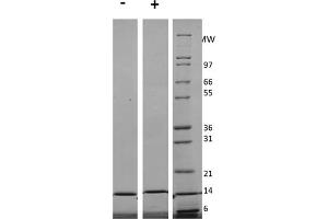 SDS-PAGE of Human Interleukin-3 Recombinant Protein (Animal Free) SDS-PAGE of Human Interleukin-3 Animal Free Recombinant Protein.