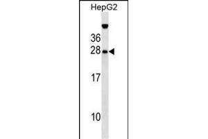 GFER Antibody (Center) (ABIN655148 and ABIN2844769) western blot analysis in HepG2 cell line lysates (35 μg/lane). (GFER 抗体  (AA 67-94))