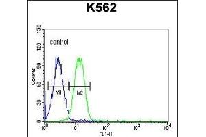 AVIL Antibody (N-term) (ABIN650952 and ABIN2840008) flow cytometric analysis of K562 cells (right histogram) compared to a negative control cell (left histogram). (Advillin 抗体  (N-Term))