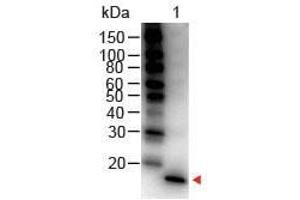 Western Blot of Rabbit anti-Mouse IL-1 Beta Antibody Peroxidase Conjugated Lane 1: Mouse IL-1 Beta Load: 50 ng per lane Secondary antibody: IL1 beta Antibody Peroxidase Conjugated at 1:1,000 for 30 min at RT Block: ABIN925618 for 30 min RT Predicted/Observed size: 18 kDa, 18 kDa (IL-1 beta 抗体  (HRP))