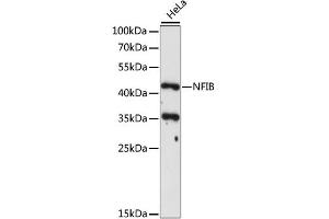 Western blot analysis of extracts of HeLa cells, using NFIB antibody (ABIN6290700) at 1:1000 dilution. (NFIB 抗体)