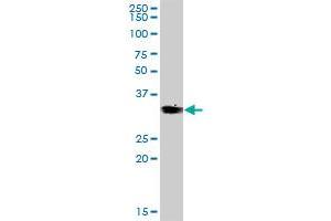 VGLL4 MaxPab polyclonal antibody. (VGLL4 抗体  (AA 1-290))