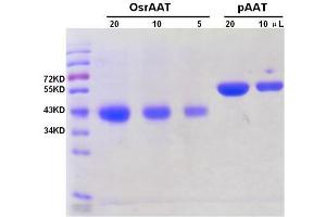 Image no. 1 for Alfa-1 Antitrypsin protein (ABIN1042573) (Alfa-1 Antitrypsin 蛋白)