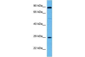 Host:  Mouse  Target Name:  SP3  Sample Tissue:  Mouse Skeletal Muscle  Antibody Dilution:  1ug/ml (Sp3 抗体  (Middle Region))