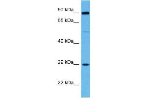 Host:  Mouse  Target Name:  SP3  Sample Tissue:  Mouse Skeletal Muscle  Antibody Dilution:  1ug/ml (Sp3 抗体  (Middle Region))