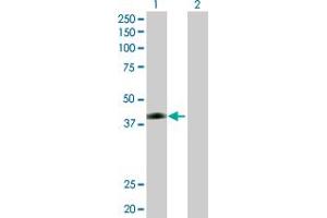 Western Blot analysis of JAM2 expression in transfected 293T cell line by JAM2 MaxPab polyclonal antibody. (JAM2 抗体  (AA 1-298))