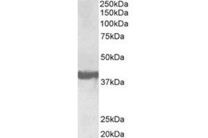 AP32034PU-N Endophilin-A1 Antibody staining of Human Frontal Cortex lysate at 0. (SH3G2 抗体  (Internal Region))