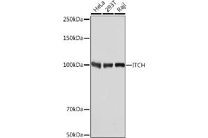 Western blot analysis of extracts of various cell lines, using ITCH Rabbit mAb (ABIN7268032) at 1:1000 dilution. (ITCH 抗体)