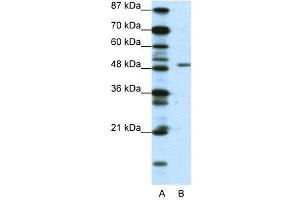 WB Suggested Anti-DPF2  Antibody Titration: 0. (DPF2 抗体  (N-Term))