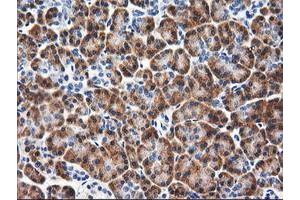 Immunohistochemical staining of paraffin-embedded Human pancreas tissue using anti-RGS16 mouse monoclonal antibody. (RGS16 抗体)