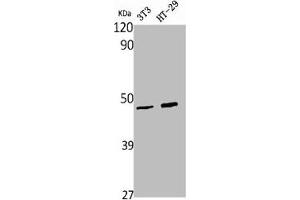 Western Blot analysis of NIH-3T3 HT29 cells using Wnt-1 Polyclonal Antibody (WNT1 抗体  (C-Term))