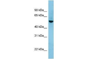 WB Suggested Anti-SHB Antibody Titration: 0. (SHB 抗体  (N-Term))