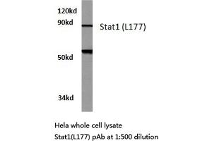 Western blot (WB) analysis of Stat1 antibody in extracts from hela cells. (STAT1 抗体)