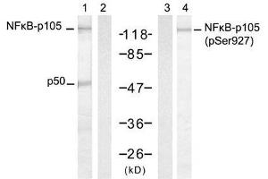 Western blot analysis of extract from HT-29 cells, untreated or treated with TNF-α and Calyculin A, using NFκB-p105/p50 (Ab-927) antibody (E021312, Lane 1 and 2) and NFκB-p105/p50 (Phospho-Ser927) antibody (E011312, Lane 3 and 4). (NFKB1 抗体  (pSer927))
