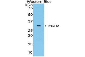 Western Blotting (WB) image for anti-STAM Binding Protein (STAMBP) (AA 126-368) antibody (ABIN1860643) (STAMBP 抗体  (AA 126-368))