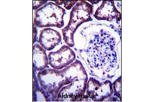 TXNDC15 Antibody (C-term) (ABIN657379 and ABIN2846424) immunohistochemistry analysis in formalin fixed and paraffin embedded human kidney tissue followed by peroxidase conjugation of the secondary antibody and DAB staining. (TXNDC15 抗体  (C-Term))