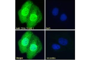 ABIN570994 Immunofluorescence analysis of paraformaldehyde fixed U2OS cells, permeabilized with 0.