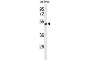 Western blot analysis of ZDHHC9 Antibody (C-term) in mouse liver tissue lysates (35 µg/lane).