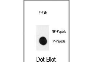 Dot blot analysis of anti-Phospho-MEK1-p Antibody (ABIN389995 and ABIN2839772) on nitrocellulose membrane. (MEK1 抗体  (pSer222))
