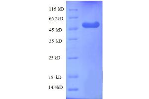 SDS-PAGE (SDS) image for WD Repeat Domain 1 (WDR1) (AA 189-461), (partial) protein (GST tag) (ABIN5712391) (WDR1 Protein (AA 189-461, partial) (GST tag))