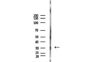 Western blot analysis of lysates from Rat testis, using Annexin III Antibody at 1/1000 dilution.