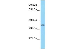 WB Suggested Anti-COQ9 Antibody Titration: 1. (COQ9 抗体  (N-Term))