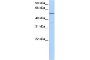 Western Blotting (WB) image for anti-Choline Kinase alpha (CHKA) antibody (ABIN2463572) (Choline Kinase alpha 抗体)
