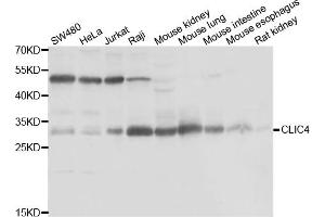 Western blot analysis of extracts of various cell lines, using CLIC4 antibody (ABIN5974262) at 1/1000 dilution. (CLIC4 抗体)