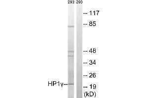 Western blot analysis of extracts from 293 cells, using HP1γ (Ab-93) antibody. (CBX3 抗体  (Ser93))