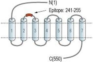 anti-Glucagon-Like Peptide 2 Receptor (GLP2R) (1st Extracellular Loop), (AA 241-255) antibody