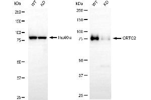 Western blotting analysis using CRTC2 antibody (ABIN7798166). (Recombinant CRTC2 抗体)