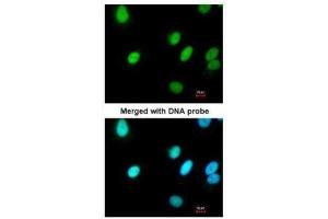 ICC/IF Image Immunofluorescence analysis of paraformaldehyde-fixed A549, using RFC4, antibody at 1:200 dilution. (RFC4 抗体)