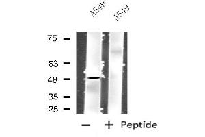 Western blot analysis of extracts from A549 cells using GPR83 antibody. (GPR83 抗体  (N-Term))