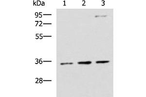 Western blot analysis of HepG2 A431 and Raji cell lysates using STX5 Polyclonal Antibody at dilution of 1:1000 (Syntaxin 5 抗体)