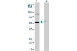 Western Blot analysis of STAU2 expression in transfected 293T cell line by STAU2 monoclonal antibody (M01), clone 5C5.