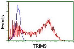 Image no. 4 for anti-Tripartite Motif Containing 9 (TRIM9) (AA 284-669) antibody (ABIN1491329) (TRIM9 抗体  (AA 284-669))