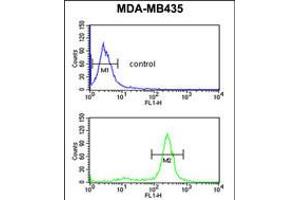 Flow cytometric analysis of MDA-MB435 cells (bottom histogram) compared to a negative control cell (top histogram). (PRKAA1 抗体)