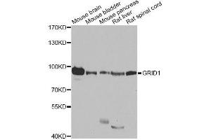 Western blot analysis of extracts of various cell lines, using GRID1 antibody. (GRID1 抗体  (AA 880-1009))