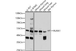 Western blot analysis of extracts of various cell lines, using RUNX1 antibody (ABIN6129946, ABIN6147309, ABIN6147311 and ABIN6213835) at 1:1000 dilution.