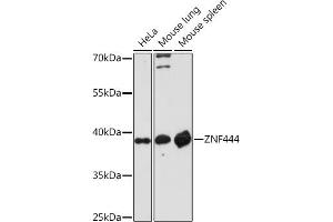 Western blot analysis of extracts of various cell lines, using ZNF444 Rabbit pAb (ABIN7271487) at 1:1000 dilution. (ZNF444 抗体)