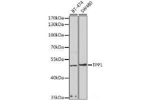 Western blot analysis of extracts of various cell lines using TPP1 Polyclonal Antibody at dilution of 1:1000. (TPP1 抗体)