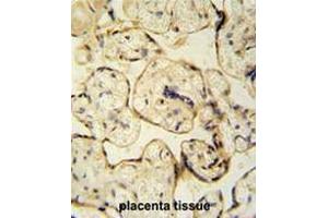 CLIC6 antibody (Center) immunohistochemistry analysis in formalin fixed and paraffin embedded human placenta tissue tissue followed by peroxidase conjugation of the secondary antibody and DAB staining. (CLIC6 抗体  (Middle Region))