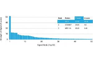 Analysis of Protein Array containing more than 19,000 full-length human proteins using GP2 Mouse Monoclonal Antibody (GP2/1803) Z- and S- Score: The Z-score represents the strength of a signal that a monoclonal antibody (Monoclonal Antibody) (in combination with a fluorescently-tagged anti-IgG secondary antibody) produces when binding to a particular protein on the HuProtTM array. (GP2 抗体  (AA 35-179))