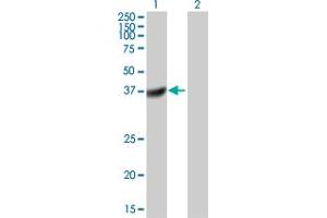 Western Blot analysis of DUSP11 expression in transfected 293T cell line by DUSP11 MaxPab polyclonal antibody. (DUSP11 抗体  (AA 1-330))