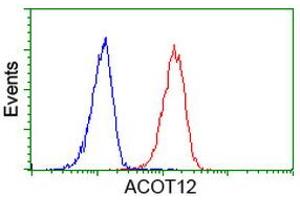 Image no. 4 for anti-Acyl-CoA Thioesterase 12 (ACOT12) antibody (ABIN1496417) (ACOT12 抗体)