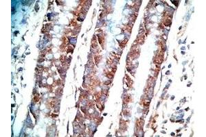 Human colon tissue was stained by Rabbit AntiPYY (3-36)-Gly (R,M,C,P) Antiserum (Peptide YY (PYY) -Gly (AA 3-36) 抗体)
