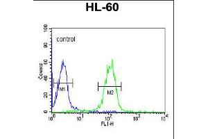 Flow cytometric analysis of HL-60 cells (right histogram) compared to a negative control cell (left histogram). (GZMB 抗体  (C-Term))