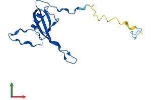 Protein Structure (PS) image for Mitochondrial Ribosomal Protein L23 (MRPL23) (AA 1-146) protein (His tag) (ABIN7562395)