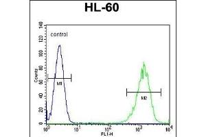 LFNG Antibody (Center) (ABIN653477 and ABIN2842898) flow cytometric analysis of HL-60 cells (right histogram) compared to a negative control cell (left histogram). (LFNG 抗体  (AA 86-114))
