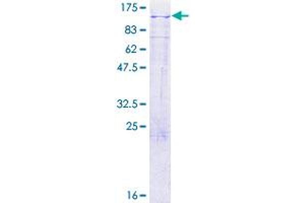 LRP3 Protein (AA 1-770) (GST tag)